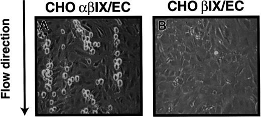 Fig. 1. Adhesion of CHO cells on stimulated endothelial cells. / CHO cells expressing either the GP Ib-IX-V complex (CHOαβIX cells) or a partial complex lacking GP Ibα (CHOβIX cells) were perfused at a constant shear stress of 2.5 dyne/cm2 over a monolayer of HUVECs. CHOαβIX cells (A), but not CHOβIX cells (B), adhered to endothelial cells in a stringlike fashion. The figure is representative of 5 separate experiments. Original magnifications × 200.