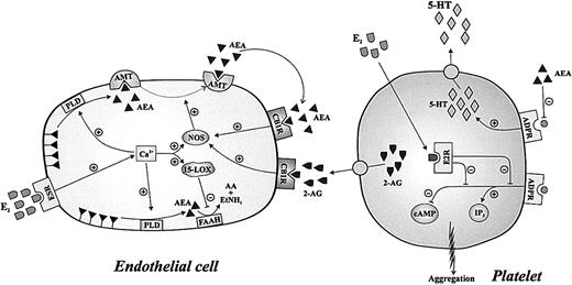Fig. 5. Regulation of endothelial AMT by E2 and cross-talk with platelets. / Binding of E2 to an endothelial ESR triggers elevation of intracellular calcium, which leads to increased activity of PLD, 15-LOX, and NOS. Activation of PLD enhances the release of AEA from membrane phospholipid precursors, whereas activation of NOS stimulates AMT and activation of 15-LOX inhibits AEA hydrolysis by FAAH. Taken together, E2 stimulates the release of AEA from endothelial cells. Binding of AEA itself, or of 2-AG released from platelets, to type 1 cannabinoid receptors (CB1R) of endothelial cells further potentiates AEA release. E2 also binds to an intracellular receptor (E2R) in platelets, thus preventing IP3 elevation and cAMP reduction induced by binding of ADP to its receptors (ADPRs). On the other hand, AEA inhibits ADP-induced release of 5-HT from platelets.