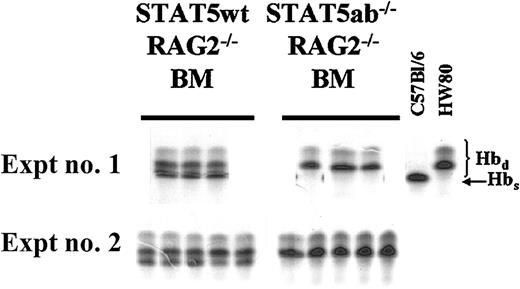 Fig. 1. Competitive repopulation of STAT5-deficient HSCs after crossing onto a RAG2−/− background. / C57Bl/6 RAG2−/− mice were crossed onto the C57Bl/6 STAT5ab+/− background to allow for generation of triple knockout mice for RAG2, STAT5a, and STAT5b. BM was collected from young RAG2−/− STAT5ab−/− or littermate RAG2−/− STAT5ab+/+ mice and mixed at a 1:1 ratio with wild-type HW80 BM cells (Hbd). The cells were transplanted into lethally irradiated recipient mice, and reconstitution was measured by hemoglobin electrophoresis. The results of two experiments are shown with the STAT5 wild-type (wt) competition on the left and the STAT5ab−/− competition on the right. At the far right are positive controls for both the Hbs and Hbd patterns.