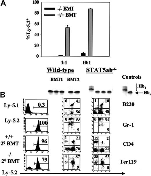 Fig. 2. Secondary transplantation of STAT5-deficient BM cells with and without competition with wild-type BM cells. / Chimeric mice were first generated by primary transplant of either wild-type or STAT5-deficient BM cells into irradiated HW80 recipients. (A) For the competitive secondary transplant experiment, BM was collected 16 weeks following transplantation and mixed at a 1:1 ratio with Ly-5.1 BM from identically derived primary recipients. Sixteen weeks following secondary transplant, mice were analyzed for peripheral blood percentage of Ly-5.2–positive cells. (B) For the noncompetitive secondary transplant experiments, BM cells were injected into irradiated recipients, and secondary engraftment was documented following transplantation into either HW80 recipients using hemoglobin electrophoresis (top panels) or following transplantation into Ly-5.1 recipients using FACS for total Ly-5.2 (panels labeled Ly-5.1, Ly-5.2, +/+ 20 BMT, −/− 20 BMT) or multilineage reconstitution (panels labeled B220, Gr-1, CD4, Ter119 under the columns for wild-type and STAT5ab−/−).