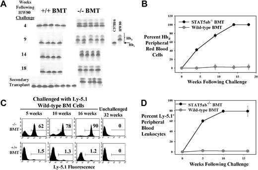 Fig. 5. Challenge of fully reconstituted BM chimeric mice with an injection of wild-type BM cells. / (A-B) Chimeric mice were generated in the Ly-5.1 background and were then challenged with a dose of wild-type HW80 BM cells. Following injection, the mice were bled serially and analyzed for the presence of Hbd red blood cells by hemoglobin electrophoresis with analyses continued for up to 18 weeks. At the time of killing, BM cells from some mice were transplanted into lethally irradiated Hbs secondary recipients (panel A, bottom). (C-D) Chimeric mice were generated in the HW80 background and then challenged with a dose of wild-type Ly-5.1 BM cells. Following injection, the mice were bled serially and analyzed for the presence of Ly-5.1–positive cells by flow cytometry for up to 16 weeks following challenge.
