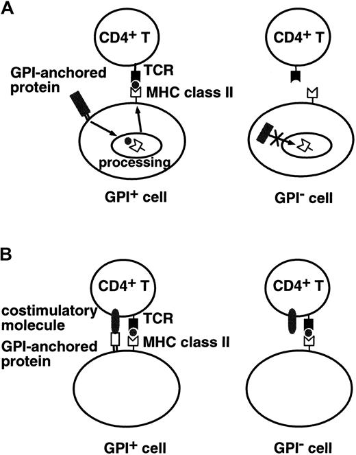 Fig. 1. Two experimentally tested models. / (A) A putative autoantigen recognized by CD4+T cells is derived from GPI-anchored proteins. GPI+ cells (left) process GPI-anchored proteins and present antigenic peptides on MHC class II molecules, whereas GPI− cells (right) do not present such antigenic peptides. (B) Some GPI-anchored protein is a ligand for some costimulatory molecules on CD4+ T cells. GPI+ cells (left) efficiently stimulate CD4+ T cells, whereas GPI− cells (right) do not.
