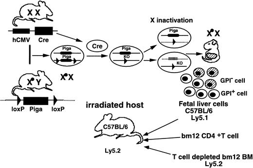 Fig. 5. In vivo experimental system to test resistance of GPI anchor–defective hematopoietic cells to cytotoxic cells. / Pigaflox males were crossed withhCMV-Cre transgenic females. Female embryos that had theCre transgene became heterozygous for the Pigadisruption and mosaic for Piga expression due to random X inactivation. Fetal liver cells of the mosaic embryos on 14 dac were transferred to lethally irradiated B6 recipients together with lineage marker–negative bone marrow cells of bm12 mice, with or without purified CD4+ T cells from bm12 mice. To distinguish fetal liver–derived cells from recipient-derived and bm12 bone marrow–derived cells, mice with the Ly5.1 allele were used as a source of fetal livers and mice with the Ly5.2 allele were used for the recipients and as a source of bone marrow.