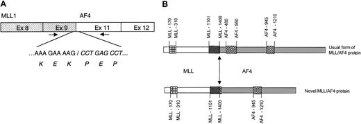 Fig. 1. Structural organization of the novel chimericMLL/AF4 transcript and protein. / (A) Analysis of the novel MLL/AF4 transcript. An RT-PCR assay was performed to evaluate whether the novelMLL/AF4 fusion gene generates a chimeric mRNA. cDNA prepared from a bone marrow RNA sample was amplified using the new primers according to sequence analysis of the panhandle product. The amplification reactions consisted of 40 cycles: 94°C, 30 seconds; 65°C, 60 seconds; and 72°C, 60 seconds. (B) Structural organization of the novel chimeric MLL/AF4 protein. The novel chimeric MLL/AF4 protein retains the DNA binding domains but lacks the AF4-derived transactivating domain, which is conserved in the usual type of this fusion protein. The junctions between the 2 protein sequences are aligned and indicated by an arrow.indicatesMLL AT hooks;,MLL repression domain;,AF4 transactivation domain; and,AF4 nuclear localization.