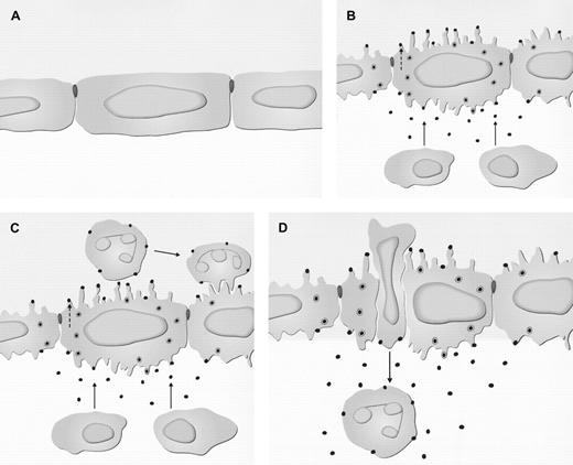 Fig. 1. Subcellular events in the endothelium during chemokine-directed leukocyte extravasation. / (A) Noninflamed tissue. (B) Inflamed tissue. Release of chemokines from extravascular cells in the tissue occurs (→), and there is wrinkling of the endothelial cell surface. Chemokines are taken up at the abluminal surface of the endothelium and transcytosed in caveolae. This process involves binding to glycosaminoglycans (GAGs) and/or the Duffy receptor. At the luminal surface, chemokines are released and bound preferentially on the tips of projections. These mediators may also be produced and released directly by endothelial cells, in which case they are also bound at the luminal surface but not transcytosed (- - ->). (C) Chemokines bound at the luminal endothelial cell surface build up in concentration. They do this sufficiently to bind to and activate the signaling receptors on the leukocyte cell surface, leading to activation of integrins and firm attachment. (D) Leukocyte migration occurs either transcellularly through a pore in the endothelial cell or through the intercellular junction, following a chemokine gradient bound to GAGs and/or the Duffy receptor. The cell then enters the basement membrane and continues migration along a chemokine gradient that is soluble or immobilized to the extracellular matrix.