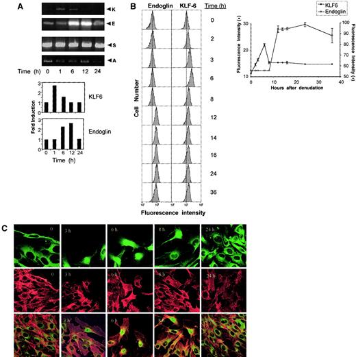 Fig. 2. KLF6 and endoglin expression and localization after endothelial denudation in HUVECs. / (A) RT-PCR after HUVEC endothelial denudation. HUVECs were grown and wounded as described in “Materials and methods.” At different times (1-24 hours) after wounding, cells were lysed and RNA was extracted and processed for RT-PCR with KLF6 (K), endoglin (E), Sp1 (S), and actin (A) primers. After 20 cycles, PCR reactions were separated on a 3% Nu-Sieve agarose gel, and bands were quantified by densitometry, then plotted relative to actin cDNA as shown in the bar graph on the right. Shown is 1 of 4 representative experiments that gave similar results. (B) Flow cytometric analysis of endoglin and KLF6. HUVECs were wounded extensively, leaving approximately 20% of the total monolayer remaining intact. After different intervals (0-36 hours), cells were processed for flow cytometry. To detect endoglin on the cell surface, incubation with monoclonal antibody P4A4 was used as described in “Materials and methods.” To detect total KLF6, cells were permeabilized before antibody incubation as described in “Materials and methods.” Cytometry profiles for endoglin and KLF6 are shown on the left and, for comparative purposes, contain a vertical dotted line that indicates the fluorescence intensity of unwounded HUVECs. On the right, a plot summarizing the protein levels during the denudation process is included. Shown is 1 of 5 representative experiments that gave similar results. (C) Immunostaining for KLF6 and endoglin in HUVECs after endothelial denudation. HUVECs, grown as monolayers on gelatinized coverslips, were wounded with a tip of pipette in the middle of the monolayer. For KLF6 immunofluorescence microscopy, cells were incubated with a rabbit polyclonal anti-KLF6 antibody, then washed and incubated with an FITC goat-antirabbit antibody (green fluorescence). For endoglin staining, cells were incubated with P4A4 mouse antibody, followed by a secondary anti–mouse IgG coupled to Alexa 546 (red fluorescence). Representative micrographs from 50 different fields with similar results are presented. Single (top and middle rows) and double (bottom row) immunostaining shows that KLF6 translocates from the cytoplasm to the nucleus, whereas endoglin always localizes to the plasma membrane. Original magnification top panels, × 100; middle and bottom panels, × 60.