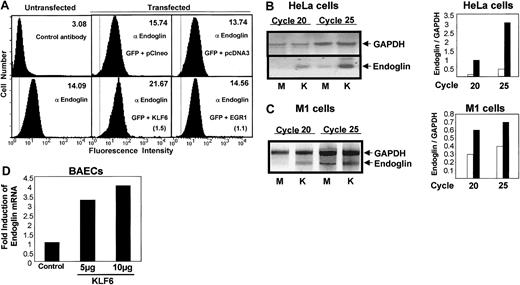 Fig. 3. Endoglin induction by KLF6 after transient transfection. / (A) Analysis of endogenous endoglin expression in HeLa cells by flow cytometry. HeLa cells were cotransfected with 4 μg pCIneo KLF6 (KLF6), pCIneo, pcDNA3-EGR1 (EGR1), orpcDNA3, and 1 μg pEGFP-C2 (GFP), as indicated. Transfected and untransfected cells were stained with the mouse monoclonal antibody P4A4 (antiendoglin), followed by incubation with FluoroLink Cy5-labeled goat-anti–mouse IgG. Cells were washed with PBS, and their fluorescence was estimated with a FACSVantage by detecting the Cy5 (absorbance at 649 nm, emission at 670 nm) and the green fluorescence protein (absorbance at 488 nm, emission at 507 nm) fluorochromes. Transfected cells were previously sorted using the green fluorescence protein as a transfection marker. Surface expression of endoglin was measured by detecting the fluorescence of Cy5. Numbers in the upper right corner indicate the mean fluorescence intensity from endoglin. In parentheses are shown the fold induction values for KLF6 (1.5) and EGR1 (1.1) with respect to the corresponding empty vectors. Staining with an irrelevant antibody (control antibody) was also included as a negative control. The broken vertical line indicates the fluorescence intensity of the negative control. Shown is 1 of 5 representative experiments that gave similar results. (B-C) RT-PCR analysis of endoglin and GAPDH mRNA levels in mock versus KLF6-transfected HeLa (B) and M1 (C) cells. Cells were transfected with 4 μg empty vector (M) or pCIneo-KLF6 (K). Aliquots from the PCR reaction were isolated after the indicated number of cycles and were analyzed by electrophoresis in 5% Nu-Sieve agarose gels. Bar graphs representing densitometry quantification of endoglin/GAPDH ratios from cells transfected with empty vector (■) orpCIneo-KLF6 (▪) are shown on the right. (D) Induction of endogenous endoglin expression after transfection with KLF6. BAECs were grown on 10-cm plastic plates and transiently transfected withpCIneo empty vector (control) or pCIneo-KLF6plasmid (5 or 10 μg). Cells were harvested 24 hours later, total RNA was extracted, and synthesis of cDNA was performed. Comparative quantitation of endoglin mRNA to GAPDH was analyzed with real-time RT-PCR. Fluorescence signals were analyzed during each of 40 cycles (denaturation 15 seconds at 95°C, annealing 15 seconds at 56°C, and extension 40 seconds at 72°C). Relative expression was calculated using the comparative threshold cycle (CT) method. CT indicates the fractional cycle number at which the amplified gene amounts to a fixed threshold within the linear phase of amplification. Median CT of triplicate measurements was used to calculate ΔCT as the difference in CTfor endoglin and GAPDH. ΔCT for each sample was compared to the control CT and expressed as ΔΔCT. Data are expressed as fold induction of endoglin (normalized for GAPDH), compared with vector-transfected cells, with the formula 2−Δ (CT). Shown is 1 of 2 representative experiments.
