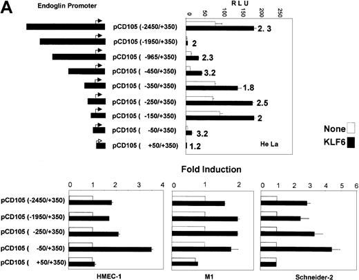 Fig. 4. Transactivation of the endoglin promoter by KLF6. / (A) Diagram depicting the endoglin promoter-reporter constructs is shown on the left. These reporter constructs were cotransfected with the KLF6 expression vector (▪) or the corresponding empty vector (■) in HeLa cells. Transcriptional activity was measured 24 hours later by the luciferase reporter assay and plotted as relative luciferase units (RLU). Shown is 1 of 4 representative experiments. Standard deviations are indicated. Numbers to the right of the closed bars indicate the -fold induction values after KLF6 transfection. (B) HMEC-1, M1, and Schneider 2 (SL-2) cells were transiently cotransfected with the indicated endoglin reporter constructs and the KLF6 expression plasmid, and the transcriptional activity was measured 24 hours later by the luciferase reporter assay. KLF6-transfected–sample-fold induction is expressed relative to cells transfected with an empty vector, whose arbitrary value is 1. The means of 3 different experiments (± SD) are shown in each panel.