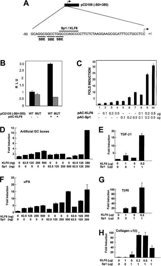 Fig. 5. Functional cooperation between KLF6 and Sp1 in transactivating endoglin and other GC box promoters. / (A) Diagram with the pCD105(−50/+350) reporter construct that contains the proximal region of the endoglin promoter. The sequence corresponding to the −50/+1 fragment includes the putative binding motifs for Smad (SBE), Sp1, and KLF6, as indicated. (B) Effect of mutation at −37/−29 of the endoglin promoter. Schneider-2 Drosophila cells were transfected with either the wild-type (WT) pCD105(−50/+350) reporter construct or the corresponding version containing a mutation in the GC box motif (MUT), in the presence or absence of the KLF6 expression vector(pPAC-KLF6), as indicated. Transcriptional activity was measured 24 hours later by the luciferase assay and was plotted as relative luciferase units (RLU). One of 4 representative experiments that yielded similar results is shown, with SD indicated. (C)Drosophila SL-2 cells were transiently transfected with 1 μg endoglin promoter-reporter construct pCD105(−50/+350), combined with the indicated amounts of expression plasmids for KLF6 and Sp1. Luciferase activity was measured after 24 hours. KLF6/Sp1-transfected–sample fold induction values are referred to the corresponding sample transfected only with an empty vector, whose arbitrary value is 1. Shown is 1 of 4 representative experiments whose results were similar, with the means (± SD shown). (D-H)Drosophila SL-2 cell cultures grown on 35-mm dishes were cotransfected with a combination of the indicated amounts ofSp1-pAC and KLF6-pAC expression vectors plus 500 ng (D). GC3-Luc (artificial promoter containing GC boxes). (E) phTG5luc (TGF-β1 promoter). (F)pUK-Luc (uPA promoter). (G) pTβRIP-Luc (−867 to −228; TβRI promoter). (H) pGL-Col 3 (collagen α1(I) promoter), as described in “Materials and methods.” After a 48-hour incubation, cell lysates were prepared, and luciferase activity in each lysate was determined and expressed as -fold increase. Each value represents the average ± SD from triplicate determinations. Each experiment was repeated 3 times with similar results, and representative results are shown. In all promoter contexts, a cooperative transactivation is seen between KLF6 and Sp1.