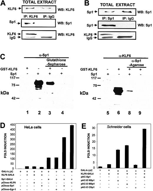 Fig. 6. Direct physical interaction between KLF6 and Sp1. / (A-B) Coimmunoprecipitation experiments in mammalian cells. COS-7 cells were transfected with the KLF6 expression vectorpCIneo-KLF6, and 24 hours later their total lysates were immunoprecipitated (IP) with a rabbit polyclonal antibody against KLF6 (A) or against Sp1 (B). Specific immune complexes were isolated using protein G-Sepharose, washed, and electrophoresed in 8% SDS-PAGE gels. Proteins were blotted onto nitrocellulose, and the specific antigens were detected with the indicated rabbit polyclonal antibody, followed by a secondary goat-antirabbit coupled with horseradish peroxidase (HRP) and an enhanced chemiluminescence assay. Arrows indicate the bands of transfected KLF6, endogenous Sp1, and immunoglobulin chain coming from the antibody used in the immunoprecipitation (IgG). As a control for specificity, a parallel immunoprecipitation with a nonimmune rabbit immunoglobulin (IP IgG) was performed. WB indicates Western blotting. (C) Pull-down experiments. A mixture of Sp1 plus GST-KLF6 was incubated with either glutathione-Sepharose beads or anti-Sp1 antibody-conjugated agarose beads at 4°C overnight, as described in “Materials and methods.” Proteins were precipitated, and eluted proteins were analyzed by Western blotting with either anti-Sp1 or anti-KLF6 antibody. Lanes 1 to 4, probed with anti-Sp1 antibody; lanes 5 to 8, probed with anti-KLF6 antibody. Lanes 1 and 6, KLF6-GST; lanes 2 and 5, Sp1; lane 3, Sp1 preincubated together with KLF6 and precipitated with glutathione-Sepharose; lane 4, Sp1 incubated with glutathione-Sepharose without KLF6; lane 7, KLF6 preincubated together with Sp1 and precipitated with anti-Sp1 antibody; lane 8, KLF6 incubated with anti-Sp1 antibody without Sp1. The experiment was repeated 3 times with similar results, and representative results are shown. (D-E) Analysis of the interaction between Sp1 and KLF6 using the GAL4 one-hybrid system. (D) Sp1 and KLF6 functionally interact with each other when Sp1 is bound to DNA. HeLa cells were transfected with 0.5 μg GAL4-LUC reporter with or without 0.5 μg KLF6-GAL4, Sp1, KLF6, Sp1-GAL4, and Egr-1, as indicated. After 24 hours, luciferase activity was measured and normalized to the luciferase value obtained after transfection with GAL-4 LUC, which was given an arbitrary value of 1. (E) The C-terminal domain of Sp1 interacts with KLF6.Drosophila Schneider cells, SL-2, were transfected with 0.5 μg GAL4-LUC reporter with or without 0.5 μg GAL-4-KLF6 and 0.2 μg of full lengthpAC-Sp1 or deletion ΔΜ, ΔN, andΔC Sp1 mutants in the pAC vector. Luciferase activity was expressed as described for panel D.