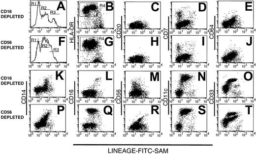 Fig. 1. Human Lin− PBMCs. / Analysis of human Lin− PBMC preparations obtained using a mAb mix containing either CD16 (A-E and K-O) or CD56 mAb (F-J and P-T). Lin− cells were stained with FITC-SAM (to detect residual Lin+ cells) and HLA-DR in conjunction with one of a panel of lineage mAbs. Flow cytometry profiles of (A) CD16-depleted or (F) CD56-depleted residual lineage-labeling intensity shows 3 peaks: R1, R2, and R3. The Lin−HLA-DR+ cells (B,G) were analyzed further for CD20 (C,H), CD7 (D,I), CD64 (E,J), CD14 (K,P), CD16 (L,Q), CD56 (M,R), CD11c (N,S), and CD33 (O,T).