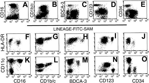 Fig. 2. Phenotypic analysis of Lin− PBMC preparations identifies 5 phenotypic subsets. / CD56-depleted Lin− preparations were stained with FITC-SAM and either CD16, CD1b/c, BDCA-3, CD123, or CD34. Live cells were gated based on forward- and side-scatter characteristics and analyzed for (A) CD16, (B) CD1b/c, (C) BDCA-3, (D) CD123, and (E) CD34 staining. Sort-purified Lin−HLA-DR+ cells were used to examine the relative intensity of HLA-DR and CD11c on each of the defined subsets: CD16 (F,K), CD1b/c (G,L), BDCA-3 (H,M), CD123 (I,N), and CD34 (J,O). Differences in fluorescence intensity for BDCA-3 (H,M) or CD11c (K-O) reflect the use of different fluorescent conjugates.