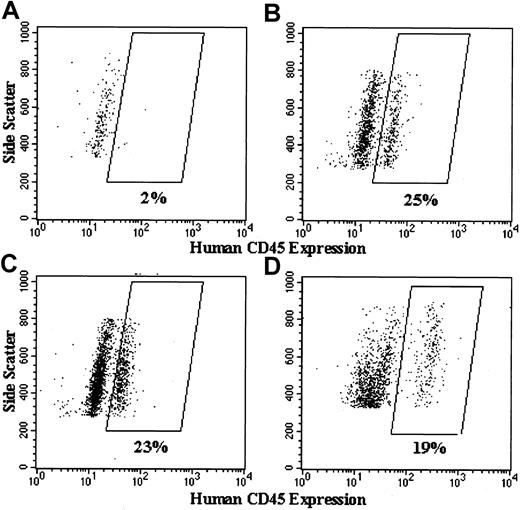 Fig. 7. Flow cytometric analyses of high side scatter human CD45+ cells in the bone marrow of NOD/SCID mice that underwent transplantation with human CD34+PBSCs. / Shown are representative dot plots of analysis of bone marrow cells from (A) a NOD/SCID mouse that had not received any transplant and from NOD/SCID mice that received transplants of (B) 4-day cultured but nontransduced X-CGD CD34+PBSCs, (C) lentivector–gp91phox-transduced X-CGD CD34+PBSCs, and (D) lentivector–eGFP-transduced normal CD34+PBSCs. Side scatter is plotted on the vertical axis, and labeling with Per-CP–conjugated antihuman CD45 antibody is plotted on the horizontal axis. Because some of the plots are from experiments analyzed on different days, it demonstrates the analysis variability seen in the apparent separation of the CD45+ cells from the negative cells, in which the boxed areas enclosed the CD45+cells. All NOD/SCID mice that underwent transplantation and were analyzed for this study (Figures 6, 8, 9) had at least 15% CD45+ cells in the chimeric bone marrow as determined by the type of analysis shown in this figure.