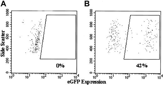 Fig. 8. Flow cytometric analyses of the expression of eGFP by high side scatter human CD45+ cells in the bone marrow of NOD/SCID mice that underwent transplantation with normal human CD34+PBSCs transduced with lentivector–eGFP. / Shown are representative dot plots of analyses of eGFP expression in human (CD45+) cells engrafted in chimeric bone marrow from NOD/SCID mice that underwent transplantation with (A) 4-day cultured but nontransduced normal CD34+PBSCs and (B) lentivector–eGFP-transduced normal CD34+PBSCs. Side scatter is plotted on the vertical axis, and fluorescence by eGFP is plotted on the horizontal axis. Analyses are gated to include only those cells that label positive for the CD45 antigen, as depicted in Figure 7. Boxed areas in this figure are the events indicating cells that are eGFP positive. There are no such events in panel A but 42% of the human cells are positive in panel B.