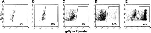 Fig. 9. Flow cytometric analyses of the expression of human gp91phox by high side scatter human CD45+ cells in the bone marrow of NOD/SCID mice that received transplants of human CD34+PBSCs. / Shown are representative dot plots of analyses of gp91phoxexpression in human (CD45+) cells engrafted in chimeric bone marrow from NOD/SCID mice that underwent transplantation with 4-day cultured but nontransduced X-CGD CD34+PBSCs (A,C), lentivector–gp91phox-transduced X-CGD CD34+PBSCs (B); MFGS–gp91phox-transduced X-CGD CD34+PBSCs (D), and 4-day cultured but nontransduced normal CD34+PBSCs (E). Side scatter is plotted on the vertical axis, and labeling with antihuman gp91phox is plotted on the horizontal axis. Analyses are gated to include only those cells that label positive for the CD45 antigen, as depicted in Figure 7. Boxed areas represent the events that fall into the gp91phox-positive region. Labeling and analyses in the different panels were performed on different days and resulted in a variability of dot plots. Of note is that the PCR-measured copy number of vector insert per engrafted human cell in each mouse correlates proportionately with the percentage of human cells expressing transgene by flow cytometry in each mouse, though silencing would alter the apparent ratio.