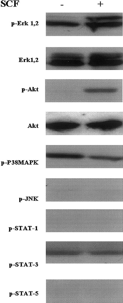 Fig. 1. SCF activates the MAP kinase and PI3 kinase signaling pathways in cultured EML cells. / EML cells were washed and cultured for 4 hours in SCF-deficient media. SCF (50 ng/mL) was then added and Western blots using the indicated antibodies were performed on lysates from cells obtained without (−) and 15 minutes after (+) adding the SCF.