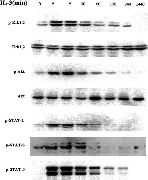 Fig. 2. IL-3 activates multiple signal transduction pathways in the SCF-dependent EML cells. / IL-3 (5 ng/mL) was added to EML cells actively proliferating in SCF-containing media. Western blots using the indicated antibodies were then performed on cell lysates harvested at the indicated time points following IL-3 addition.