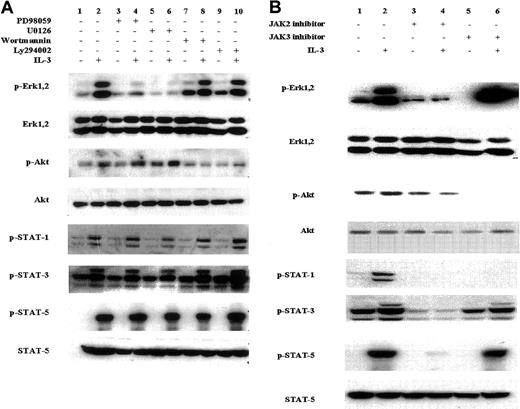 Fig. 3. Effect of chemical inhibitors on the IL-3–induced activation of different signal transduction pathways in the SCF-dependent EML cells. / EML cells cultured in SCF-containing media were incubated for 60 minutes in (A) the MEK1/2 inhibitors PD98059 and U0126 (lanes 3-6); the PI3 kinase inhibitors wortmannin and Ly294002 (lanes 7-10); and (B) the Jak2 inhibitor (lanes 3 and 4) and Jak3 inhibitor (lanes 5 and 6). The concentration of these different inhibitors is designated in “Materials and methods.” IL-3 (5 ng/mL) was then added where indicated and Western blots using the indicated antibodies were then performed on cell lysates harvested 15 minutes after the addition of IL-3.