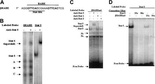 Fig. 7. A Stat5-binding site is present in the RARE within the RARβ promoter. / (A) Sequence of the RARE within the RARβ promoter (−55 to −33).21 The two 6-bp direct repeats making up the DR5 element are in bold. (B) Nuclear extracts from BaF3 cells transfected with a Stat5 expression vector were used in an EMSA or an EMSA supershift with the indicated labeled probes and antibody. The Stat5 oligo harbors a consensus Stat5-binding sequence (see “Materials and methods” for this sequence). (C) The βRAREm4 oligo, which harbors mutations within the 6-bp direct repeats while retaining the consensus Stat-binding site (see “Materials and methods” for the exact sequence) served as a probe in EMSAs using BaF3 nuclear extracts and different Stat antibodies as indicated. (D) The labeled Stat5 oligo served as a probe in EMSAs using BaF3 nuclear extracts. Competition reactions were performed with the addition of an excess of different cold oligos as indicated.