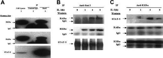 Fig. 8. Stat5 associates with RXR-RAR in an IL-3–dependent manner. / (A) Cellular lysates (2 mg) of BAF3 cells that had been stably transduced with a FLAG-tagged RXR cDNA (BaF3-RXR cells) were immunoprecipitated with either Stat5 antibody (lane 3) or control IgG (lane 2). The immunoprecipitates, as well as total cell lysate (50 μg; lane 1) were then subjected to Western blot analysis with the indicated antibodies. (B,C) BaF3-RXR cells were deprived of IL-3 for 24 hours and following the addition of IL-3 (5 ng/mL), cell extracts were harvested at the indicated time points. These extracts (1 mg) were immunoprecipitated with antibodies to (B) Stat 5 and (C) RXRα, and the immunoprecipitates were subjected to Western blot analysis with the indicated antibodies.