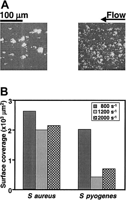 Fig. 1. Induction of platelet thrombi by S aureusand S pyogenes. / (A) Human blood (donor 1) containing PPACK and mepacrine was perfused at 37°C over glass coverslips coated with the S aureusstrain Newman or the S pyogenes strain M5 Manfredo (coating suspension: 108 bacteria/mL). The 2 images, obtained by epifluorescence videomicroscopy, show platelets and platelet thrombi on an area of 45 000 μm2 after 8 minutes of perfusion at 400 s−1. (B) The corresponding surface coverage was measured after 7.5 to 8.5 minutes of perfusion at the indicated wall shear rates. The data are representative of 4 experiments with blood from different donors.