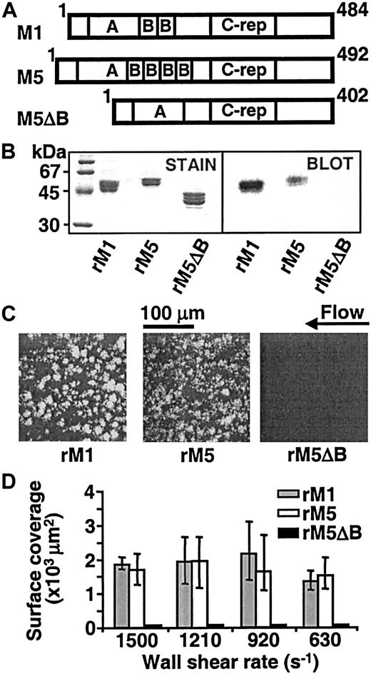 Fig. 2. Immobilized streptococcal M proteins support platelet adhesion and thrombus formation under flow. / (A) Schematic representation of 3 streptococcal proteins. The variant M5ΔB lacks the fibrinogen-binding B repeats. (B) Sodium dodecyl sulfate–polyacrylamide gel electrophoresis of the recombinant proteins used to coat glass coverslips at a concentration of 100 μg/mL, visualized with Coomassie blue (stain) and radiolabeled fibrinogen binding (blot). (C) Single platelets and thrombi on an area of 45 000 μm2 after blood perfusion (donor 2) over the 3 different M proteins for 8 minutes at 1500 s−1. (D) Measurement of surface coverage by single platelets and thrombi after 8 minutes of perfusion at the indicated wall shear rates. The results shown are the average of 3 (rM1) or 2 (rM5 and rM5ΔB) experiments with blood from different donors; bars show the range of values observed.