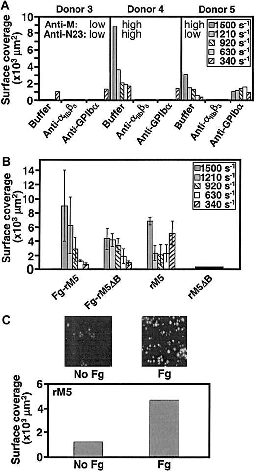 Fig. 3. Role of αIIbβ3, GP Ibα, and fibrinogen in M protein–induced platelet thrombus formation. / (A) Blood (donors 3-5) was mixed for 15 minutes at room temperature (22-25°C) with buffer, or 50 μg/mL of the anti-αIIbβ3 antibody LJ-CP8, or 100 μg/mL of the anti–GP Ibα antibody LJ-Ib1, and then perfused at 37°C over streptococcal M5 protein (coating solution: 100 μg/mL). The surface coverage in an area of 45 000 μm2 was measured at the indicated shear rates after 8 minutes of perfusion. Antibody titers against rM5 (anti-M5) and an M5-specific peptide sequence (anti-N23) were determined by ELISA. (B) Blood was perfused over coverslips coated first with fibrinogen (200 μg/mL) and then rM5 or rM5ΔB (100 μg/mL), or coated directly with the bacterial proteins without fibrinogen. The results represent the mean values of 2 experiments with blood from different donors (6 and 7); bars show the range of values observed. (C) Blood cells from donor 1 were washed free of plasma proteins and then resuspended with Tyrode-HEPES buffer alone or supplemented with 2 mg/mL fibrinogen before perfusion at a shear rate of 340 s−1 over glass coverslips coated with rM5. The images show the extent of surface coverage after 8 minutes of perfusion. These results are representative of those observed in 3 separate experiments.