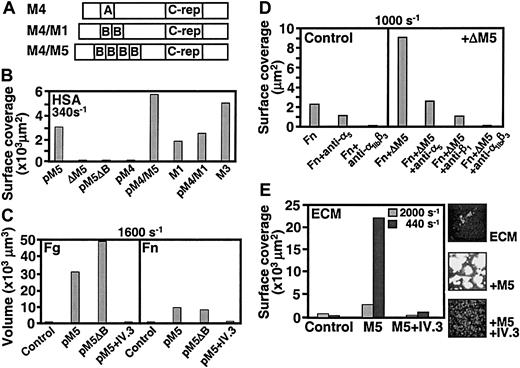 Fig. 6. Thrombus formation induced by S pyogenesimmobilized on different substrates. / (A) Schematic representation of the chimerical proteins used to complement ΔM5 streptococci. The IgA-binding region (indicated by “A”) of the M4 protein was replaced by the 2 B-repeats (indicated by “B”) from the M1 protein or the 4 B-repeats from the M5 protein. (Panel B) Different streptococcal strains (108 bacteria/mL) were immobilized on glass coverslips coated with human serum albumin (HSA) at 100 μg/mL. Strains pM5 and pM5ΔB are ΔM5 streptococci complemented with plasmids encoding M5 and M5ΔB, respectively; strains pM4, pM4/M5, and pM4/M1 are complemented, respectively, with plasmids encoding M4 or the chimerical proteins shown in panel A; M1 and M3 are wild-type strains expressing the corresponding M proteins. Blood was perfused at 340 s−1, and surface coverage by platelets and platelet thrombi was measured after 8 minutes on an area of 45 000 μm2. (C) Strains M5 or M5ΔB, or no bacteria in the control, were immobilized on coverslips coated with fibrinogen (Fg; 200 μg/mL) or fibronectin (Fn; 100 μg/mL). Blood from the same donor as in panel B was perfused with or without addition of the anti-FcγRIIA antibody IV.3 (20 μg/mL, incubated for 15 minutes). The total volume occupied by platelet thrombi on an area of 45 000 μm2 was measured after 10 minutes of perfusion at 1600 s−1. (D) Strain ΔΜ5, or no bacteria in the controls, was immobilized on coverslips coated with fibronectin (Fn; 100 μg/mL). Blood from the same donor as in panel B was perfused with or without addition of antibodies (100 μg/mL each) against α5 (BIIG2), β1 (P5D2), or αIIbβ3 (LJ-CP8). Surface coverage by platelets and thrombi was measured after 8 minutes of perfusion at 1000 s−1. The data are representative of 3 separate experiments. (E) Strain M5, or no bacteria in the control, was immobilized on extracellular matrix (ECM) deposited by endothelial cells. Other conditions are the same as those as described in the legend to panel C, with the exception that blood was perfused at the 2 indicated wall shear rates. Surface coverage was measured as described in the legend to panel B. Representative images of the surface are also shown.