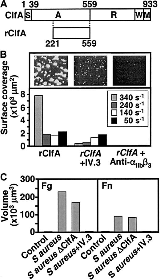 Fig. 7. Platelet thrombus formation induced by S aureus and its fibrinogen-binding clumping factor. / (A) Schematic representation of clumping factor A (ClfA) and of the recombinant fragment containing the fibrinogen-binding region (rClfA) used in these experiments. (B) Blood, without or with addition of the anti-FcγRIIA antibody IV.3 (20 μg/mL) or the anti-αIIbβ3 antibody LJ-CP8 (50 μg/mL), as indicated (incubation: 15 minutes), was perfused over coverslips coated with a solution of rClfA (100 μg/mL). Surface coverage by platelets and platelet thrombi on an area of 45 000 μm2was measured after 8 minutes of perfusion at the indicated wall shear rates. Single frame images show the surface after 8 minutes of perfusion at 340 s−1. (C) Coverslips were first coated with fibrinogen (200 μg/mL) or fibronectin (100 μg/mL), followed by wild-type or ΔClfA strains of S aureus(108 bacteria/mL), or no bacteria in the control. Blood, treated as described in the legend to panel B, was perfused at 1500 s−1 for 10 minutes before measuring the volume of platelet thrombi on an area of 45 000 μm2.