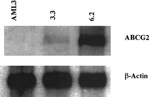 Fig. 3. ABCG2 and β-actin mRNA expression in cell lines by Northern analysis. / Total RNA was isolated from parental AML3 cells, clone 3.3, and clone 6.2. RNA was separated on a formaldehyde/agarose gel and transferred to a nylon membrane, then probed for ABCG2 mRNA (top row). The membrane was then stripped and probed for β-actin (bottom row).