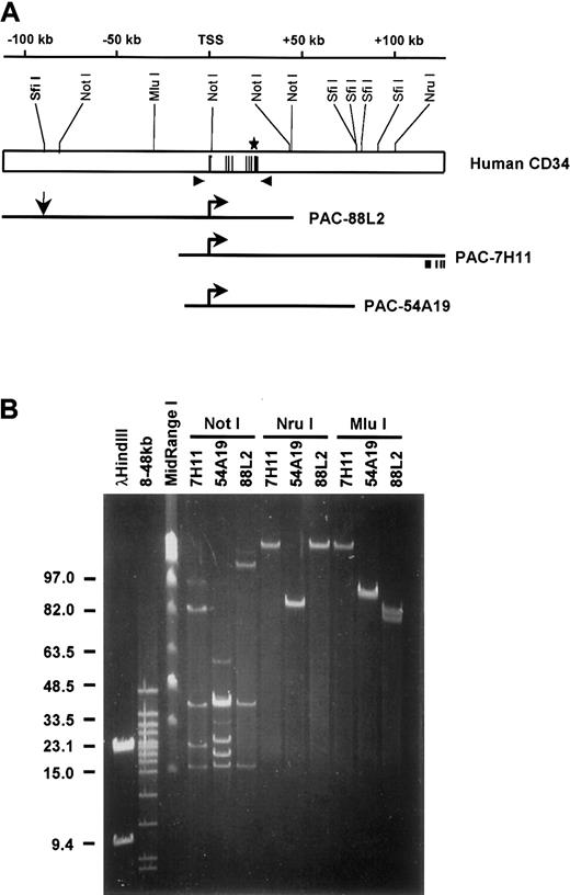 Fig. 1. Restriction map of the human CD34 locus and PAC clones. / (A) The top diagram depicts the human CD34 genomic locus. Numbering is relative to the transcription start site (TSS).22 Black lines represent the 8 exons. Shown above are the restriction sites mapped in panel B. Arrowheads indicate the location of the 5′ and 3′ primer sets used to screen the PAC library (the 3′ primer set was used for genotyping). Shown below are diagrams of the inserts of the 3 human CD34 PAC clones; the horizontal arrows refer to the transcription start site. Vertical arrow represents the location of theSfiI restriction site used to linearize PAC-88L2 prior to generation of transgenic mice. Also shown is the relative location of exons 11-14 of the CD46 gene, which is included in the 3′ end of PAC-7H11 in opposite transcriptional orientation to theCD34 gene. (B) A representative example of field inversion gel electrophoresis (FIGE) which was employed to map 1 μg DNA from each PAC clone. Migration of Lambda HindIII and MidRange I markers (NEB, Beverly, MA) are shown on the left. The lane marked “8-48 kb” shows markers ranging from 8 kb to 48 kb (BioRad, Hercules, CA).
