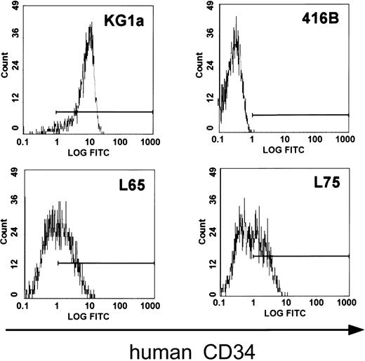 Fig. 2. Murine progenitor 416B cells transfected with PAC 88L2 express the human CD34 protein on the cell surface. / Fluorescence intensity is displayed on the x-axis. The horizontal line indicates fluorescence above the intensity of isotype control. Human KG1a cells express the CD34 protein and served as a positive control (top left), and untransfected 416B cells served as a negative control (top right). The staining pattern for human CD34 of 2 representative clones of 416B cells (L65, bottom left; L75, bottom right) transfected with 88L2 is shown below.