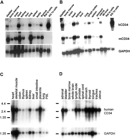 Fig. 3. Coordinate expression of human and murine CD34 RNA in human CD34 transgenic mice and human tissues. / (A-B) Northern blot analysis of human transgenic and endogenous murine CD34 in tissues of mice from 2 different founder lines. (A) Line 14. (B) Line 29. A quantity of 20 μg total RNA was loaded for each lane and hybridized with a 0.5-kb probe from the 3′ enhancer of the humanCD34 gene,2140 stripped and rehybridized to a 1.26-kb fragment generated by digestion of murine CD34 cDNA7 with PstI and XhoI, and then finally to a GAPDH probe to control for relative loading. Rat 1a cells served as a negative control, and human KG1a cells served as a positive control for human CD34.39 The human and murine CD34 probes do not cross-hybridize with RNA from the other species under stringent conditions.21 Bladder, heart, lymph node, and lung show the highest levels of expression for both genes. (C) The human CD34 and GAPDH probes were successively hybridized to a human tissue mRNA blot (Clontech).