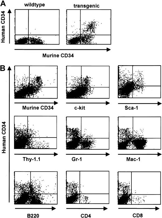 Fig. 5. Human CD34 is coexpressed with early hematopoietic surface markers in bone marrow and down-regulated with differentiation. / (A) Flow cytometric analysis of human and murine CD34 staining of bone marrow cells from a transgenic mouse (right panel) and a wild-type littermate (left panel). (B) Flow cytometric analysis of bone marrow cells from human CD34 transgenic animals demonstrates a decrease in transgene expression with differentiation. Coexpression of lineage-specific cell surface markers was performed to define the expression pattern with cell maturation. Double-positive populations were detected when costaining for markers found on cells corresponding to a more immature phenotype (Sca-1, c-Kit, and Thy1) whereas a decrease in double-staining cells was detected when costaining for markers defining more mature phenotypes (myeloid markers Gr-1 and Mac-1, and T-cell markers CD4 and CD8). A significant percentage of human CD34+ cells are Thy1 positive; murine stem cells have a Thy1lo phenotype.48 A small percentage of the human CD34+ cells express Mac-1, which has also been detected on murine stem and progenitor cells,59-61 and the pan-B cell marker B220, which is expressed on pro-B cells62 and has also been detected on murine CD34+ cells.47