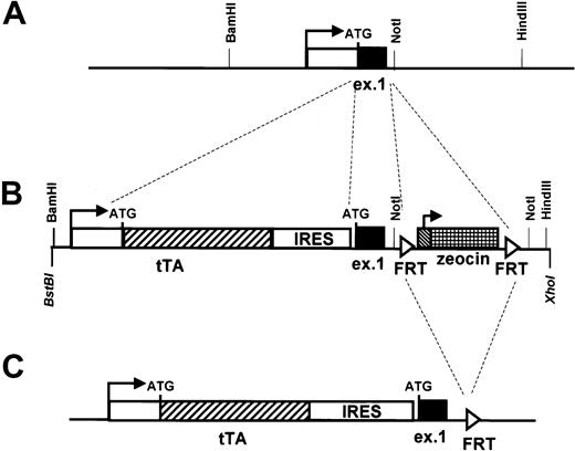 Fig. 6. Modification of the human CD34 transgene by homologous recombination in bacteria to allow expression of the tetracycline transactivator (tTa). / The original PAC clone 88L2 (A) was modified to allow for the expression of the transactivator protein in tissues targeted by regulatory elements of the human CD34 locus. Shown is the transcription start site (horizontal arrow) and exon 1 (“ex 1”) with the location of the ATG translational start. The white box indicates the 5′ untranslated region, and the black box indicates the 27 amino acids of the human CD34 protein encoded by exon 1. Also shown are flankingBamHI, NotI, and HindIII sites located 1075 bp upstream and 360 bp and 2.7 kb downstream, respectively, from the transcription start site. The 1026-bp tTAgene26 was inserted directly at the promoter of the humanCD34 gene, such that the first ATG codon of theCD34 gene became the first codon of tTA, using the recombination cassette shown in panel B. An IRES element inserted downstream of tTA was followed by the sequence for humanCD34. A fragment containing FRT recombinase sites27 flanking the zeocin antibiotic resistance gene was inserted into human CD34 intron 1 and served as a selectable marker for homologous recombination. FRT recombinase was then used to delete the zeocin gene in the final transgene, shown in panel C.