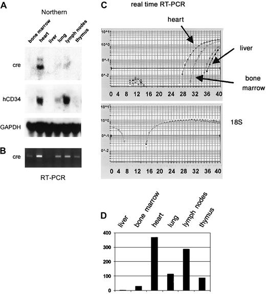 Fig. 7. The cre gene is expressed in CD34-tTA/Tet-O-cre double-transgenic mice in a manner similar to that of human CD34. / (A) Northern blot analysis demonstrates that a functional transactivator protein is expressed in the heart, lung, and lymph nodes of double-transgenic animals as indicated by the expression of cre RNA. The blot was stripped and rehybridized to human CD34, which is part of the transgenic construct (Figure 6) and demonstrates a similar expression pattern, and then to murine GAPDH. (B) Expression analysis with RT-PCR confirms expression of cre in bone marrow, liver, and thymus. (C) Multiplex real-time PCR with amplification of 18S RNA in the same tube as cre was performed for relative quantitation of expression levels among different tissues. The top graph shows the curves for amplification of the cre gene, whereas the bottom graph demonstrates equal amounts of cDNA in all samples as determined by amplification of 18S RNA. (D) Expression levels of cre RNA relative to 18S within different tissues calculated based on results shown in panel C. Expression in liver, which showed the lowest levels, was arbitrarily assigned to a value of 1.