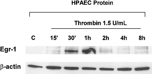 Fig. 2. Thrombin induces Egr-1 protein in primary endothelial cells. / HPAECs were grown on 6-well plates and starved overnight in EBM-2 medium containing 0.5% FBS. The cells were treated in the absence (C) or presence of 1.5 U/mL thrombin for the times indicated and subsequently harvested for whole-cell protein extracts as described in “Materials and methods.” In Western blot analysis, 20 μg of cell lysates was separated by 10% SDS-PAGE, transferred to a nitrocellulose membrane, and probed with a polyclonal anti–Egr-1 antibody. The membranes were stripped and reprobed for β-actin to control for loading.