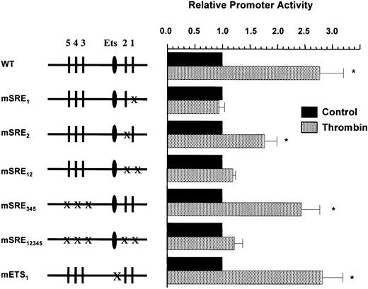 Fig. 4. SRE-1 is necessary for mediating thrombin stimulation of the Egr-1 promoter in primary endothelial cells. / HUVECs were transiently transfected with a series of point mutants of the Egr-1 promoter coupled to a luciferase reporter gene (pGL2-basic) and exposed to 1.5 U/mL of thrombin for 6 hours. The results show the means and standard deviations of luciferase light units (relative to control untreated cells) obtained in triplicate from 4 independent experiments. Luciferase light units were corrected for transfection efficiency as described in “Materials and methods.” *P < .01, compared with control untreated cells.