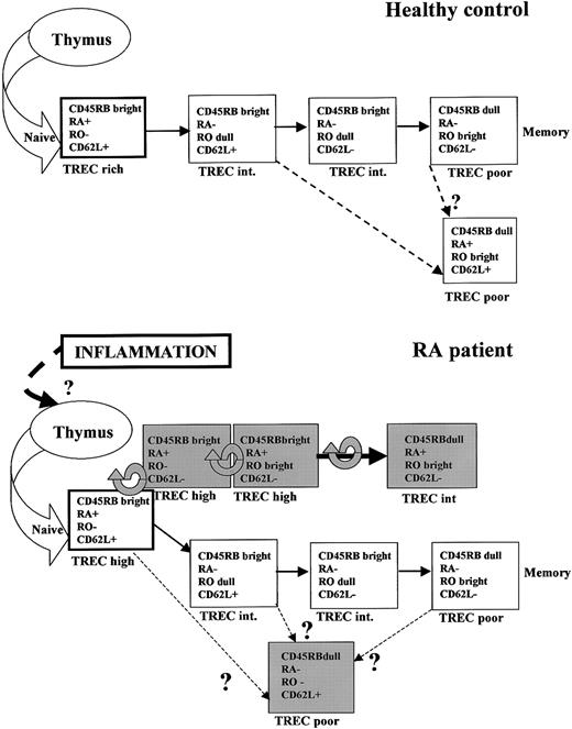Fig. 6. Model for T-cell differentiation in healthy controls and patients with RA. / The models are based on flow cytometry data (Figure 1) and TREC content of individual subsets (Figure 4). Each subset is represented by a box. White boxes represent subsets found in healthy controls, and gray boxes represent subsets found predominantly in RA patients. Subsets are characterized as TREC rich, TREC high, TREC intermediate (int), and TREC poor, in relation to other subsets from the same pathway (ie, health or RA). In healthy controls we have proposed 2 pathways, culminating in conventional and central memory T cells. In RA, there is proliferation, differentiation, or both within the naive subset, indicated by a circular arrow, resulting in the appearance of atypical subsets that are TREC high. The conventional memory pathway can still be identified, but the central memory pathway cannot. Atypical CD45RBdull CD45RA− CD45RO−CD62L+ cells are also present.