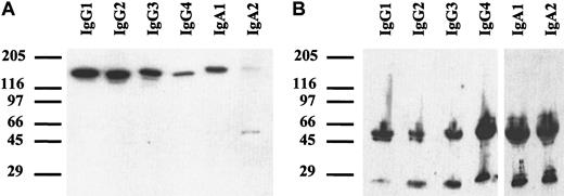Fig. 2. Western blots of chimeric antibodies. / Antibodies were separated by SDS-PAGE with gradient gels (4%-15%) under nonreducing (A) or reducing (B) conditions. After transfer onto nitrocellulose, immunoblots were incubated with peroxidase-labeled polyclonal goat antihuman κ–light chain antibody and goat antihuman IgG or rabbit antihuman IgA, respectively. Blots were developed with enhanced chemoluminescent reaction reagent (ECL). Thus, the correct size of all isotypes of chimeric HLA class II antibody F3.3 was demonstrated.
