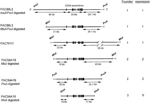 Fig. 1. Diagrams of human CD34 genomic fragments used in transgenic mice. / The top 2 fragments were derived from PAC88L2, a 160-kb PAC clone extending 110 kb upstream of the transcription start site.19 The 3rd fragment representsMluI-digested PAC7H11, and the bottom 3 were derived from PAC54A19. Shown on the left are the restriction enzymes used to digest the PAC clones. Restriction sites that cut in the PAC vector (PvuI and MluI) are indicated by dotted lines. A unique MluI site is present in PAC88L2 at a position 31 kb upstream of the transcription start site, and a PvuI site is present in PAC54A19 25.7 kb 3′ of the polyadenylation site. PAC88L2 extends to position 24.1 kb 3′ of the polyadenylation site. Shown as short thick vertical lines are the 8 CD34 coding exons, which encompass 25 kb.8 The limits of the human CD34 sequence in PAC54A19 were determined by DNA sequencing. Shown on the right is the number of independent founder lines derived from each construct and the number that was observed to express human CD34 RNA and protein. Only the last construct failed to express human CD34.