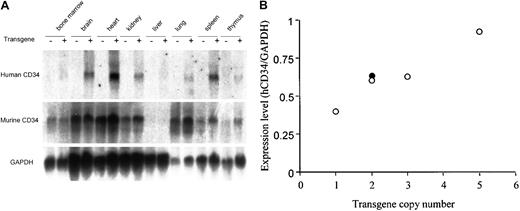 Fig. 2. A human CD34 transgene containing 18 kb of 5′ upstream and 43 kb of 3′ downstream sequences (PAC54A19) expresses RNA in a manner similar to the endogenous murine CD34 gene in transgenic mice. / (A) Northern blot analysis of 10 μg RNA isolated from tissues of nontransgenic (−) and transgenic (+) littermates. The same blot was hybridized with a probe specific for human CD34 (3′ untranslated region), for murine CD34 (3′ untranslated region), and subsequently to GAPDH as described in “Materials and methods.” A similar pattern of expression was observed in all 4 founder lines derived from PAC54A19, including those digested with PvuI, as well as in the founder lines of the larger (−48, −31, and −23 kb) constructs shown in Figure 1. (B) Human CD34 RNA expression in transgenic mice is copy number–dependent. The expression of human CD34 RNA in heart from the 4 independent PAC54A19 founders (○) was determined by ImageQuant (Molecular Dynamics, Sunnyvale, CA) and standardized to GAPDH expression. The gene copy number was determined by Southern blot analysis. ● represents one transgenic founder containing 141 kb of human CD34 genomic DNA (PAC88L2), as previously reported.19
