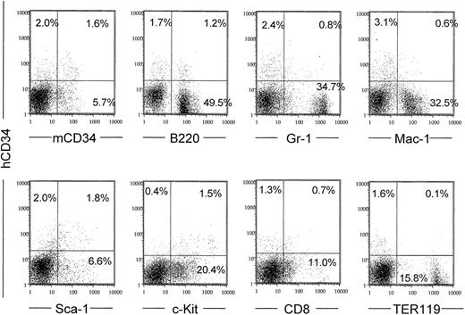 Fig. 3. The human CD34 PAC54A19 (18 kb 5′ upstream) is coexpressed with early hematopoietic surface markers in bone marrow and down-regulated with differentiation. / Bone marrow cells were stained with anti–human CD34 antibody and a second marker as indicated and subjected to fluorescence cytometry. The vertical axes represent human CD34 fluorescence in all panels. The percent of positive cells in each quadrant is noted. Dead cells were gated out following staining with PI. The data shown were obtained from one of the MluI-digested PAC54A19 founders. A similar pattern was observed in the 3 other PAC54A19 founder lines, as well as in the larger (−48, −31, and −23 kb) constructs shown in Figure1.