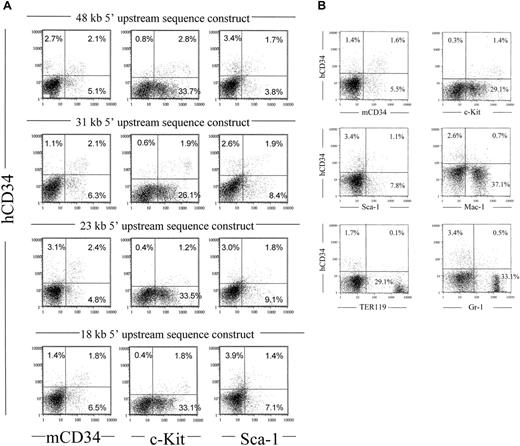 Fig. 4. Human CD34 genomic fragments extending from 18 to 48 kb of upstream sequence coexpress with early hematopoietic surface markers murine CD34, c-Kit, and Sca-1. / (A) Fluorescence cytometry was performed as described in Figure 3, comparing 4 different founders representing 4 different genomic fragments described in Figure 1. The “18 kb 5′ upstream sequence construct” represents MluI-digested PAC54A19, which includes 18 kb of upstream and 43 kb of downstream flanking sequences (Figure 1). (B) Fluorescence cytometry was performed as described using bone marrow from the 70-kb PvuI-digested PAC54A19 construct, which includes 18 kb of upstream and 25.7 of downstream flanking sequences (Figure 1).