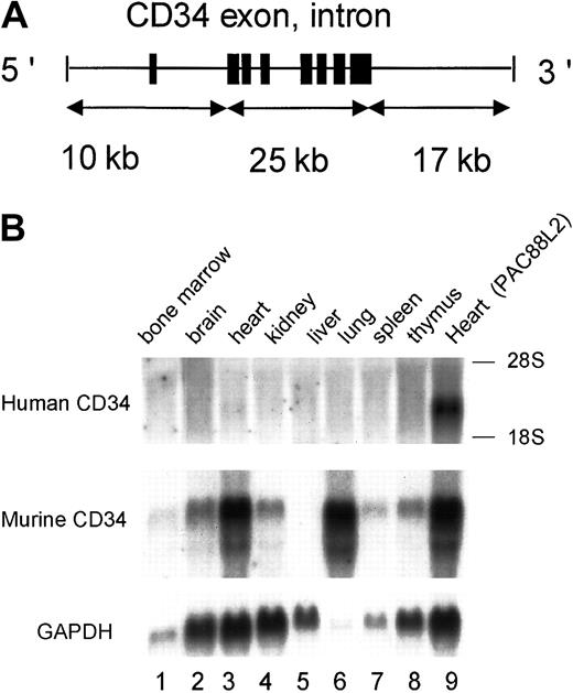 Fig. 5. Deletion of human sequences from −18 to −10 kb and from +17 to +26 kb results in loss of RNA expression in transgenic mice. / (A) A diagram of XhoI-digested PAC54A19 construct. (B) Representative Northern blot analysis of 1 of 3 independent founder lines, as described in the legend to Figure 2. All 3 founders failed to express human CD34 in any tissue examined. Lane 9: heart RNA from one transgenic founder containing 141 kb of human CD34 genomic DNA (PAC88L2), as previously reported.2324
