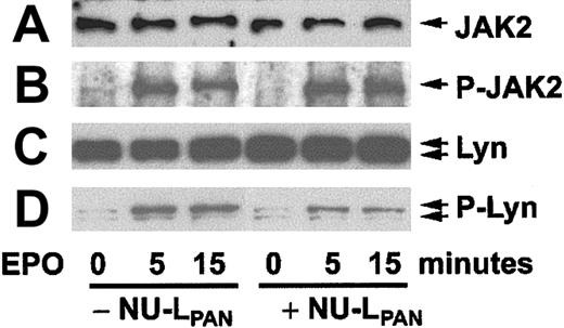 Fig. 6. Phosphorylation of JAK2 and Lyn. / CD34+ cells stimulated with EPO for 4 days were again incubated with or without the addition of NU-LPAN for 18 hours. Incubated cells were restimulated with 5 U/mL EPO for 0, 5, and 15 minutes, and then cell lysates were prepared. JAK2 (A), phosphorylated JAK2 (B), Lyn (C), and phosphorylated Lyn (D) were detected by Western blotting using anti-Jak2, antiphosphorylated JAK2, anti-Lyn and antiphosphorylated tyrosine antibodies, respectively. For the detection of phosphorylated Lyn bands by antiphosphorylated tyrosine antibody, the bands corresponding to the molecular weight of Lyn were inferred to as phosphorylated Lyn. A result representative of 3 separate experiments is presented.