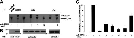 Fig. 1. SHIP-1–mediated inositol 5′-phosphatase activity associates with shc and CD16 ζ chain after receptor engagement. / (A) Cell lysates from 3 × 107 unstimulated cultured NK cells were immunoprecipitated with anti-SHIP or control mAb; lysates from 10 × 107 unstimulated or anti-CD16–stimulated NK cells were immunoprecipitated with anti-ζ or anti-shc mAbs. Immunoprecipitates were assayed for 5′-inositol phosphatase activity toward 32P-PI3,4,5P3, and the reaction products were subjected to TLC followed by autoradiography. The positions of PI3,4P2 and PI3,4,5P3 are indicated on the right. (B) The 10 × 106 cell equivalent of the immunoprecipitated samples showed in panel A were analyzed by immunoblot with the indicated antibodies. The numbers to the left of the blots indicate molecular weight. (C) The percentage of substrate conversion (± SD) obtained by densitometric analysis of 4 different experiments is shown. The catalytic activity associated with SHIP-1 immunoprecipitates has been arbitrarily fixed at 100%. The percentage of conversion has been calculated on the basis of equivalent cell number within the single experiment.