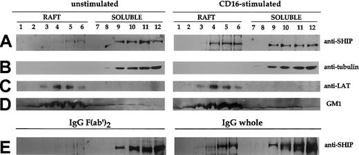 Fig. 2. CD16 engagement induces the transient translocation of SHIP-1 to raft fraction. / Unstimulated or CD16-stimulated (2 minutes) cultured NK cells (3 × 108/sample) were fractionated by sucrose gradient centrifugation as described in “Materials and methods.” NK cells were stimulated either by anti-CD16 mAb plus secondary GAM (A-D, right) or by IgG- or IgG F(ab′)2–coupled polystyrene beads (E). Then, 8% (A-B) and 15% (C-D) SDS-PAGEs were loaded with samples from the same experiment. The 8% SDS-PAGE (E) was loaded with samples from a different experiment. The equivalent protein amount within the lanes was checked by Ponceau S red staining. Western blot analysis with anti-SHIP, antitubulin, anti-LAT or peroxidase-conjugated CTB was performed. Two experiments representative of each kind of stimulation are shown.