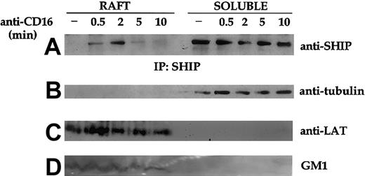 Fig. 3. Kinetics of CD16-induced SHIP-1 translocation in lipid rafts. / Unstimulated (−) or CD16-stimulated cultured NK cells (3 × 108/sample) were fractionated by sucrose gradient centrifugation as described in “Materials and methods.” SHIP-1 immunoprecipitates were obtained from equal amounts of proteins from solubilized raft and detergent-soluble fractions, and analyzed on 8% SDS-PAGE by anti–SHIP-1 immunoblot (A). An aliquot of the pooled raft or soluble fractions (as above) was loaded on 15% SDS-PAGE and analyzed by Western blotting with antitubulin (B), anti-LAT (C), or peroxidase-conjugated CTB (GM1) (D). An experiment representative of 3 performed is shown.