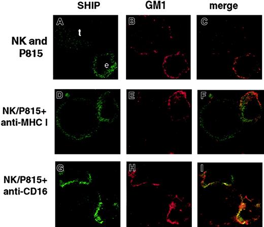 Fig. 4. SHIP-1 and GM1 colocalization on CD16 engagement by reverse ADCC. / Alexa Fluor 594–conjugated CTB-labeled NK cells were left untreated (A-C) or pretreated with anti-CD16 (G-I) or anti–MHC class I mAb (D-F), and incubated with Alexa Fluor 594–conjugated CTB-labeled P815 target cells at 37°C for 3 minutes (D-I). After fixing, cells were stained with anti-SHIP mAb and FITC-labeled GAM. Representative examples of isolated NK and P815 cells or NK/P815 conjugates from 3 separate experiments are shown. Effector (e) and target (t) cells were identified on the basis of cell size. Original magnifications × 600.